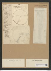 Coscinodiscus oculus-iridis Ehr. (de-Toni-Nr.: Genus 202, Species 5054) Zeichnungen Sammlung Grunow Nr. 8804 (NHMW-BOT-W0378410)